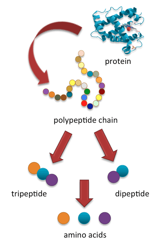 how much protein do we need