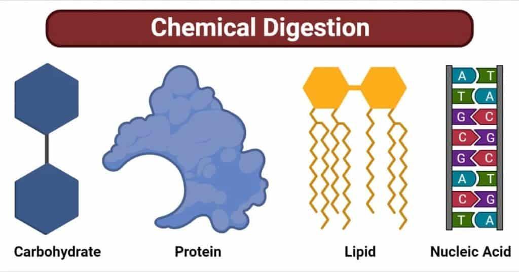 do I need digestive enzymes