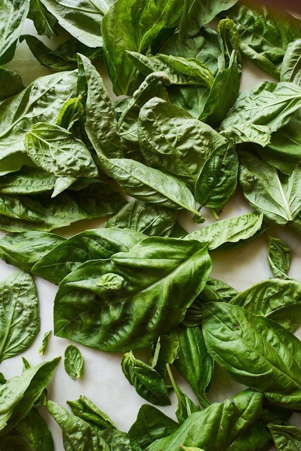 Fresh Basil Leaves before Being Chopped into Pesto