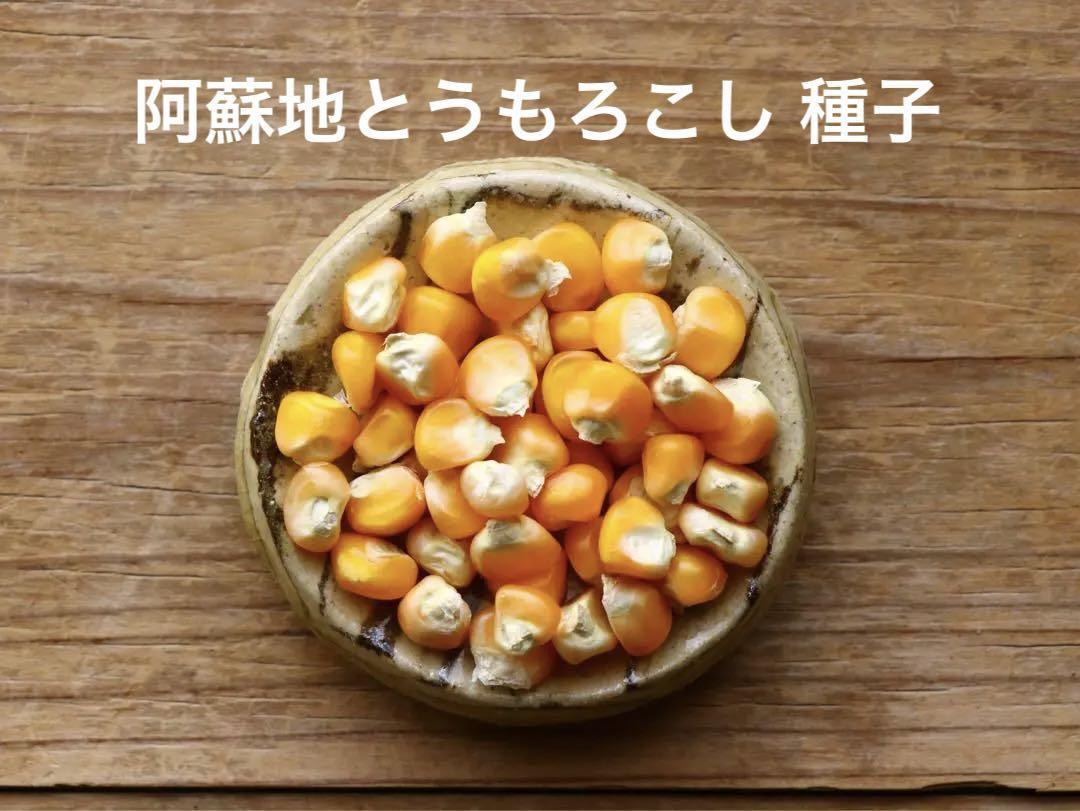 阿蘇地とうもろこし 種子