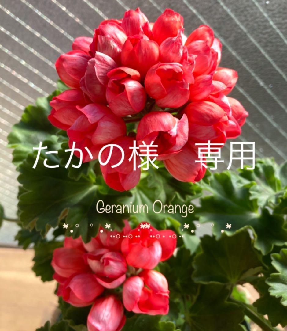 オレンジのチューリップ咲き の苗　3号(鉢植え)④