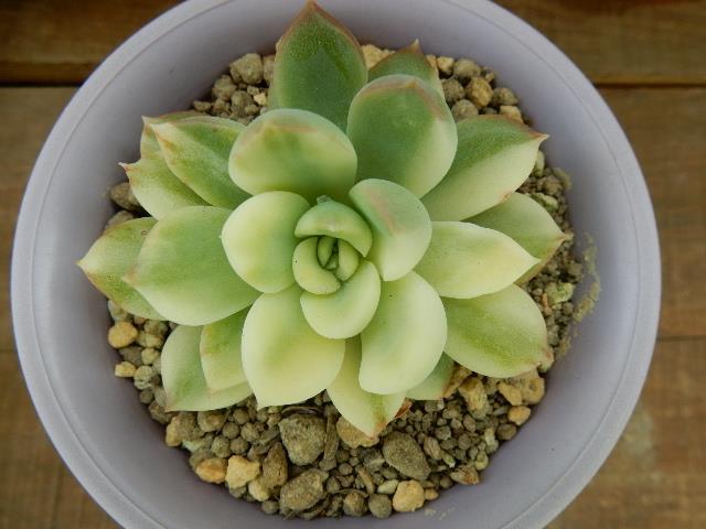 キングマイダス錦（色斑）エケベリア　多肉植物