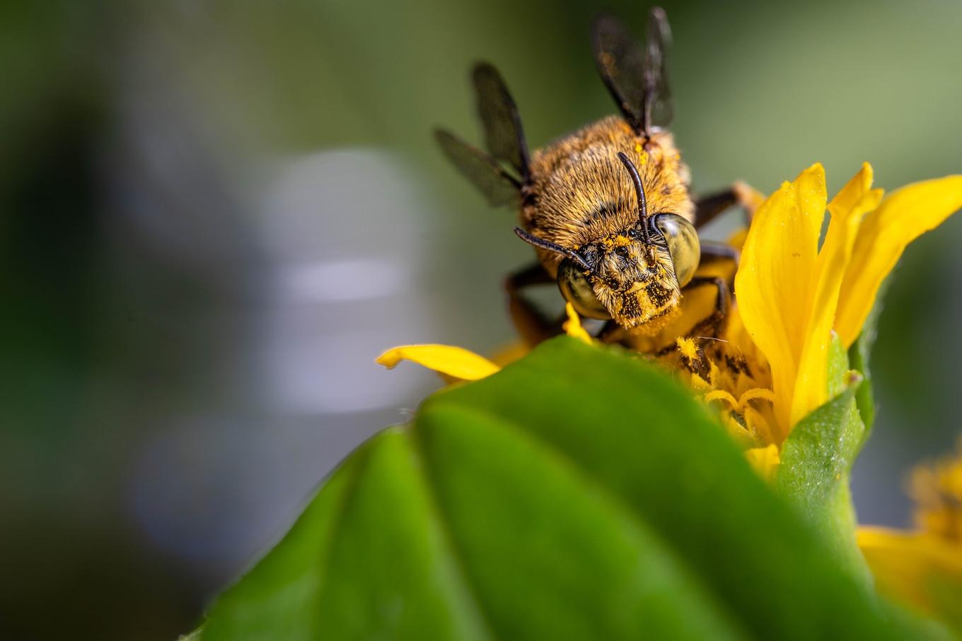 VegNews.BeesFlowers.Unsplash