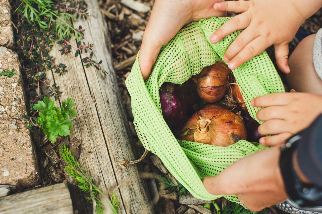 VegNews.Onions.MarkusSpiske.Unsplash