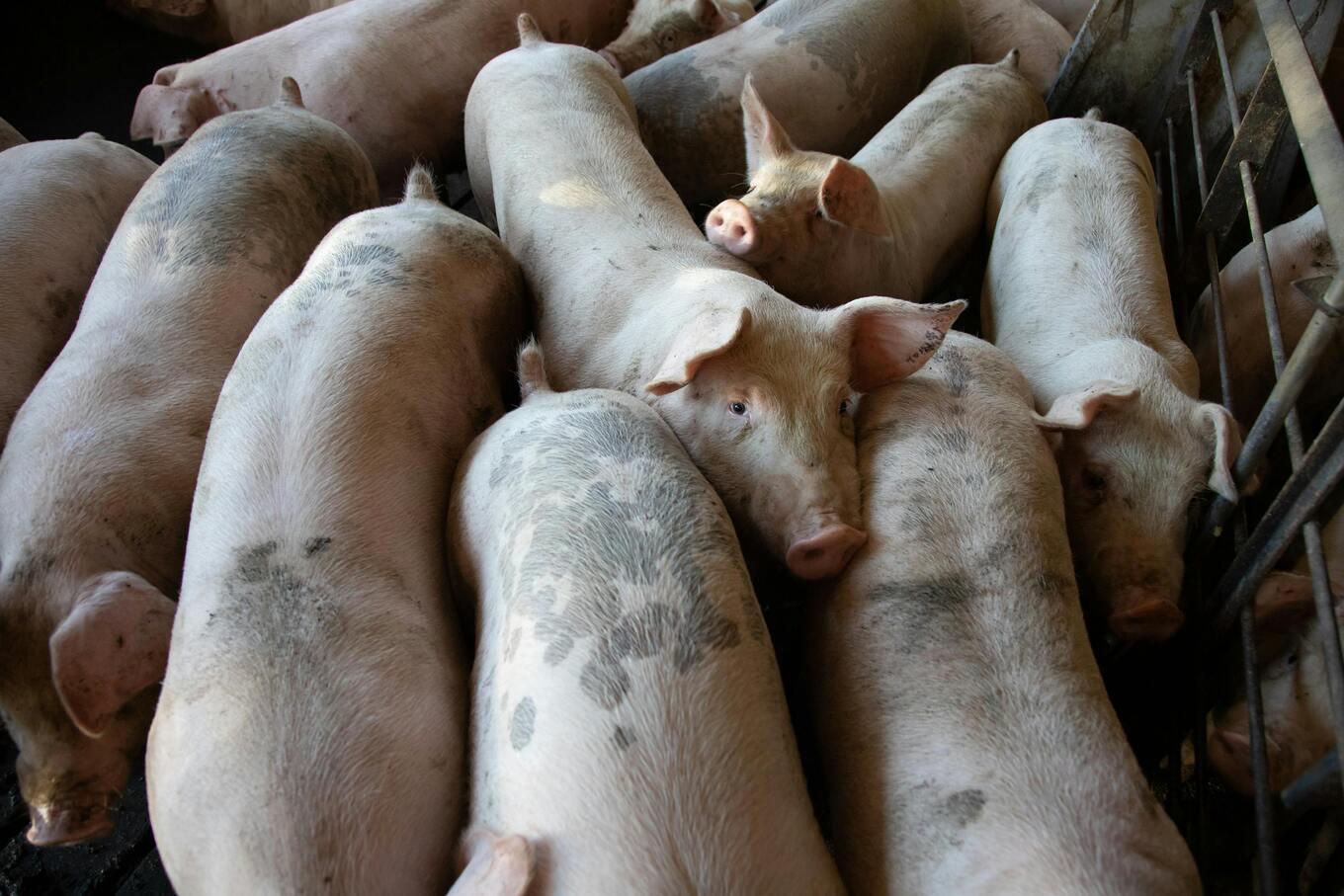 VegNews.pigfarming.pexels