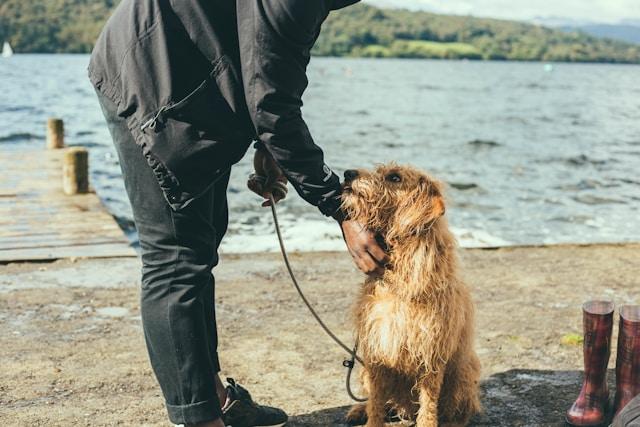 VegNews.personwithdog.pexels