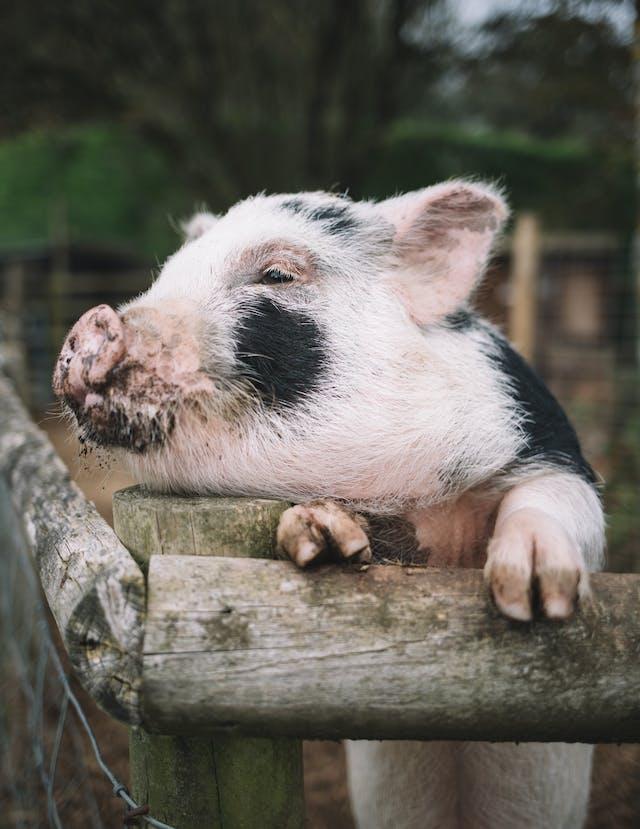 VegNews.pig.pexels