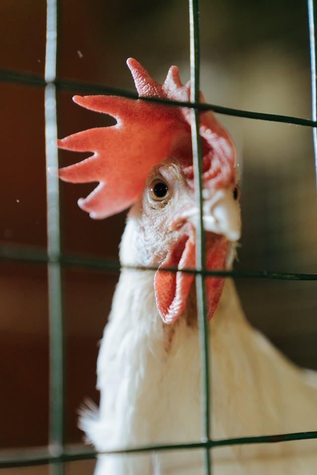 Vegnews.cagedchicken.pexels