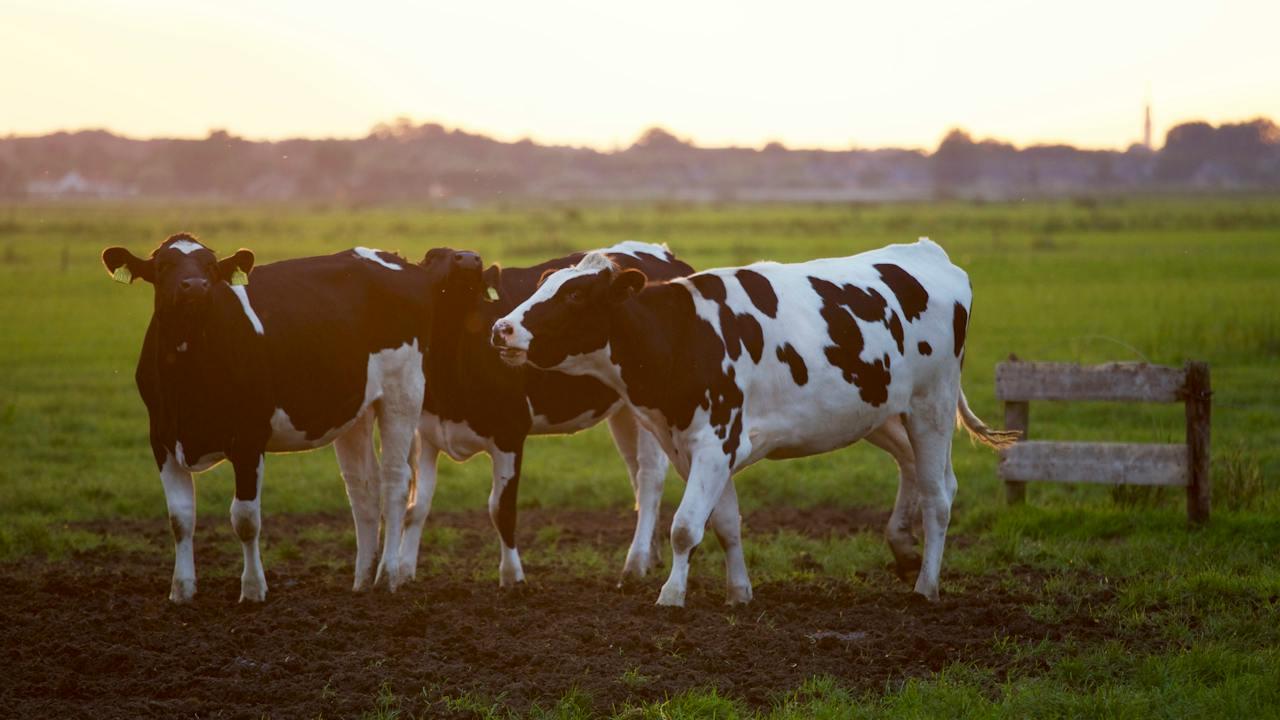 VegNews.cowsinafield.pexels