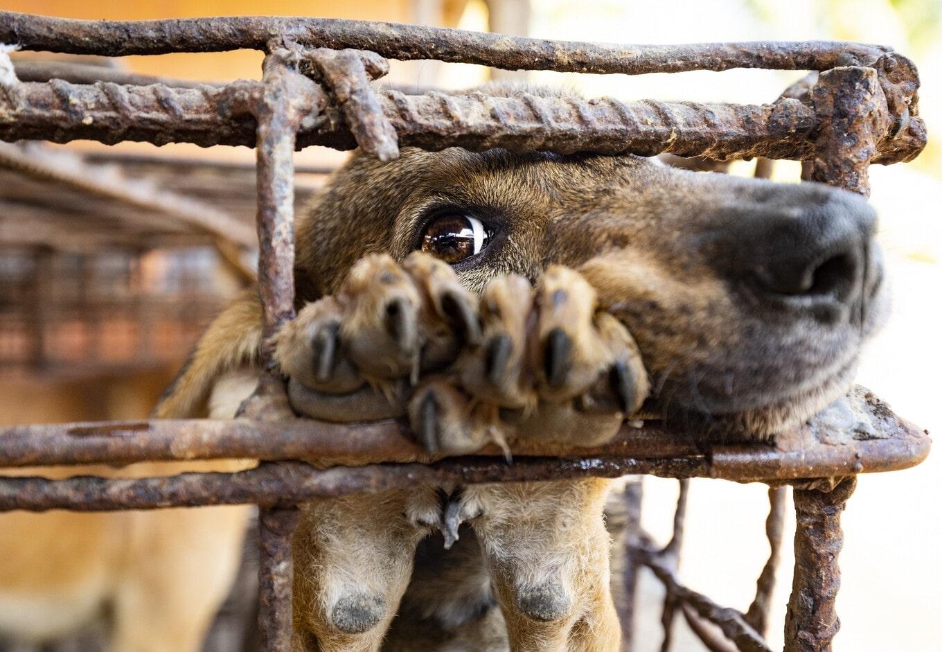 VegNews.DogMeatTrade.FourPaws