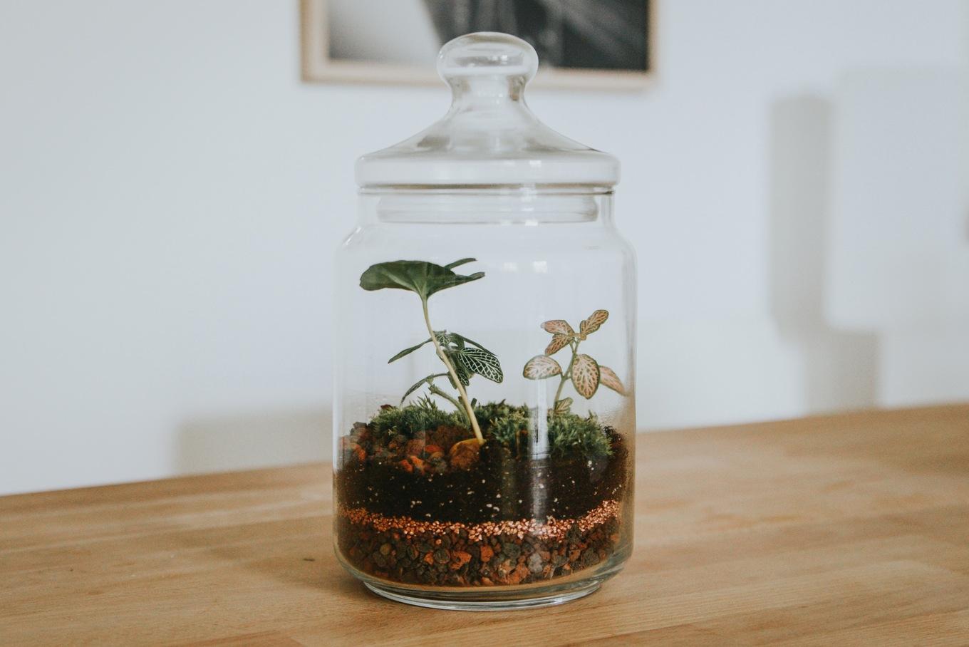 VegNews.terrarium.kewgardens