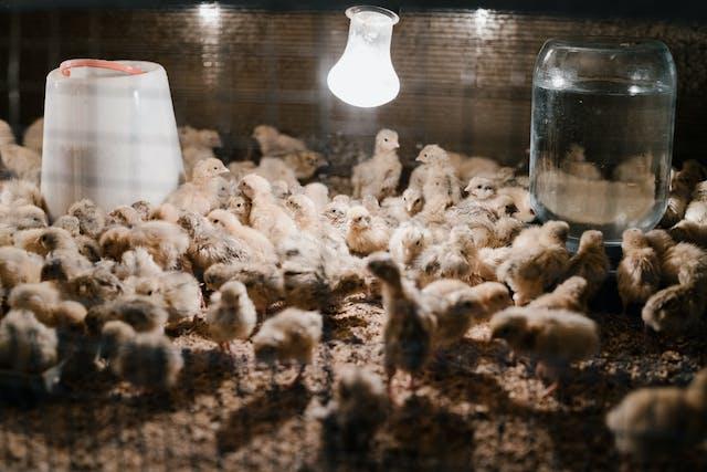 VegNews.chicksinabarn.pexels