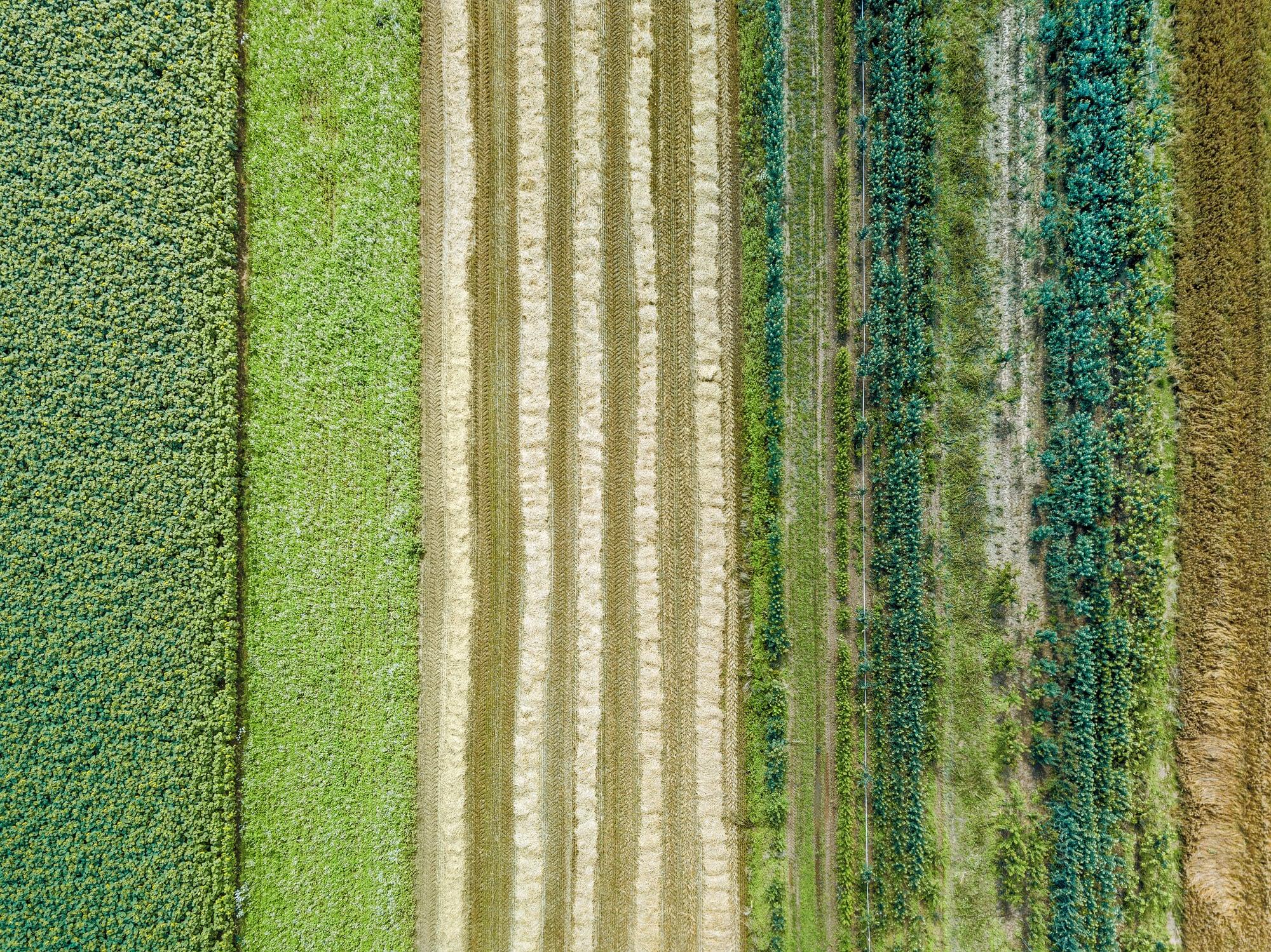 Getting into the weeds of the no-till vs regenerative agriculture debate