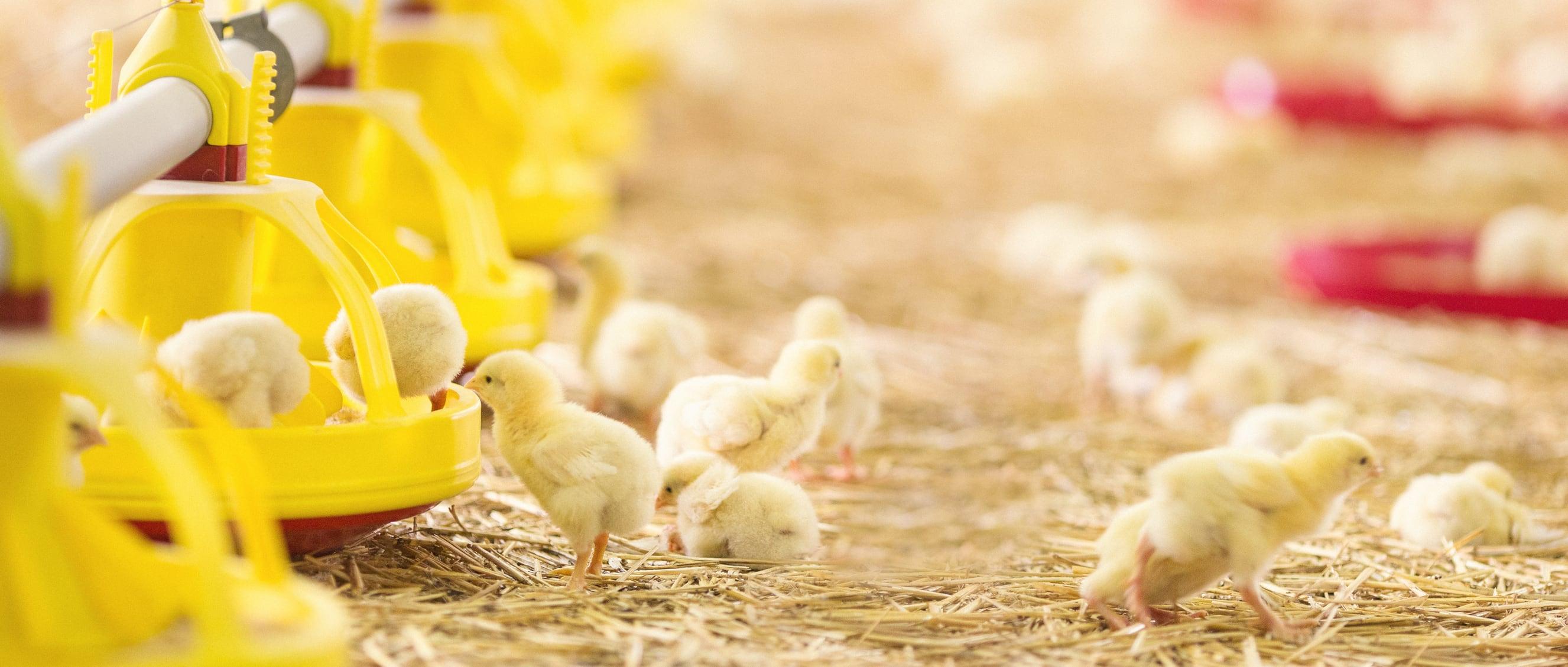 FFAR accelerates agtech innovation to combat disease, boost US farm resilience