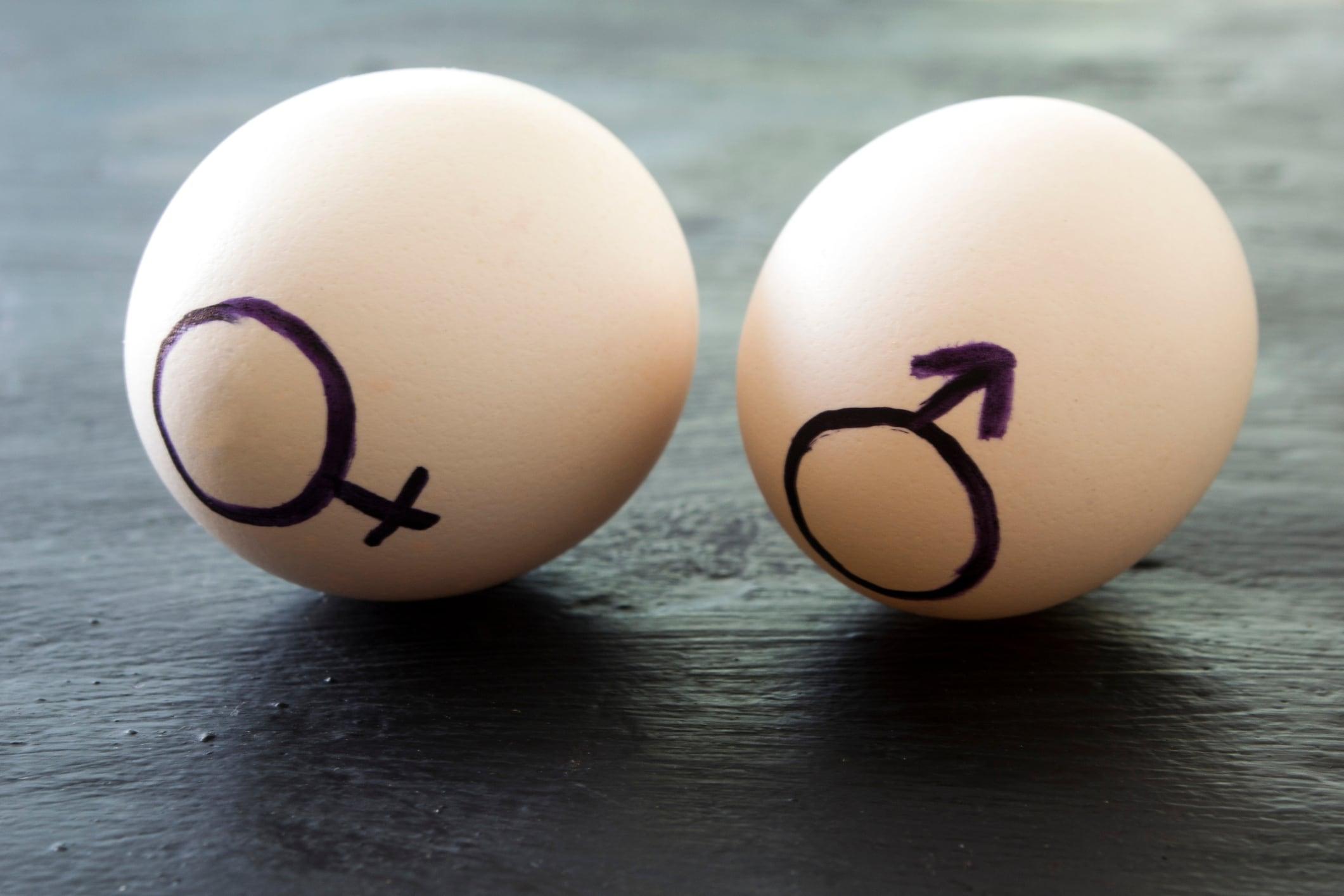 Kipster adopts in-ovo sexing to maintain no-cull commitment amid infrastructure challenges
