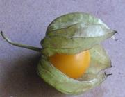 cape gooseberry