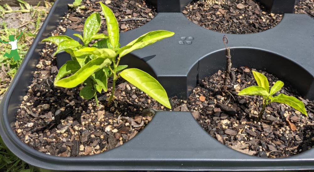 passion fruit vines growing with and without electroculture