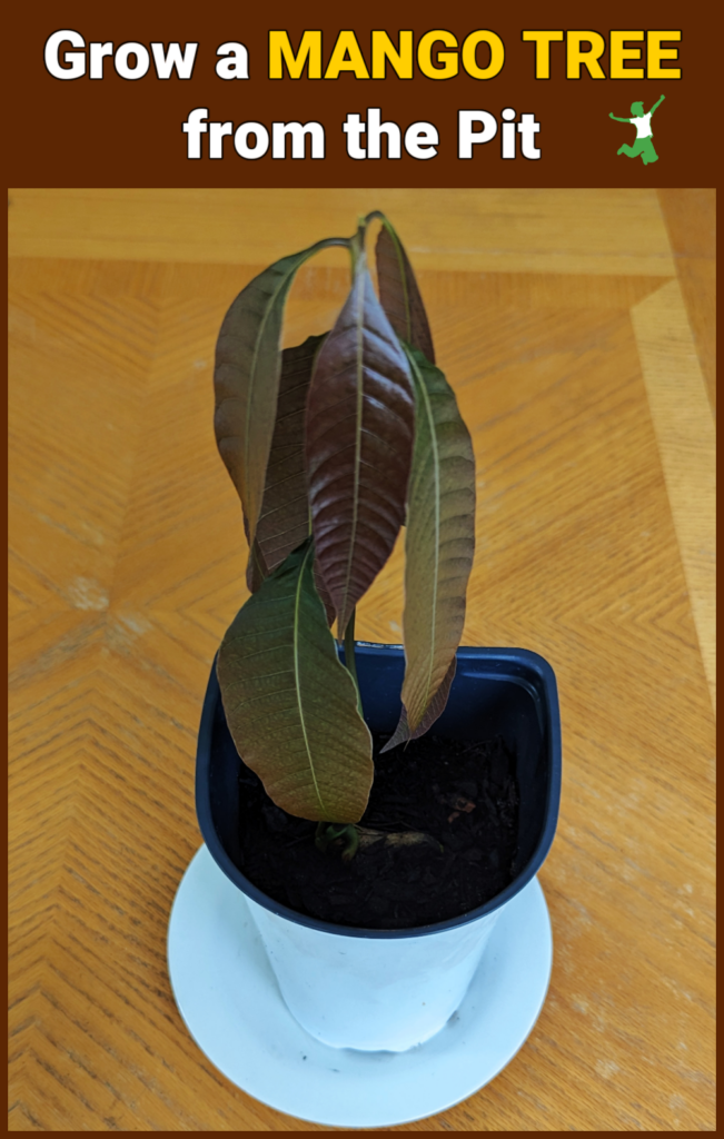 mango tree in white pot grown from the pit