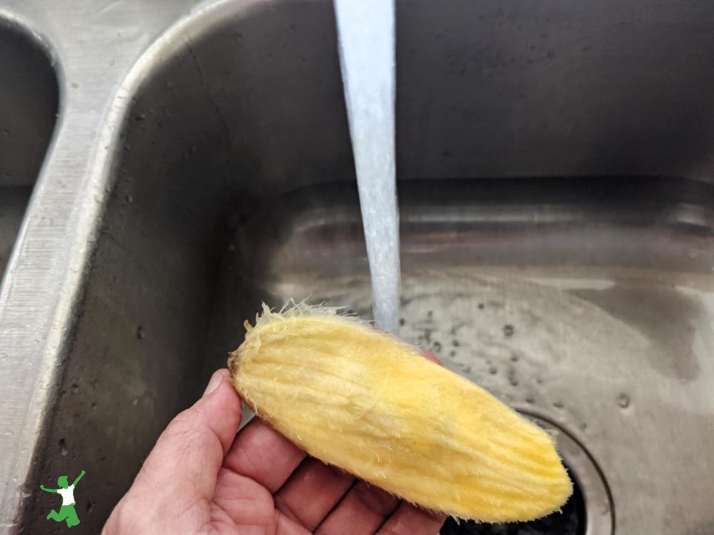 woman rinsing off the flesh from a mango pit